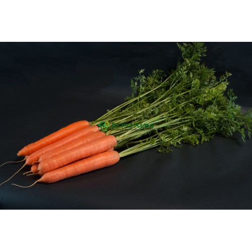 Морковь Скарла 500 г (Clause)
